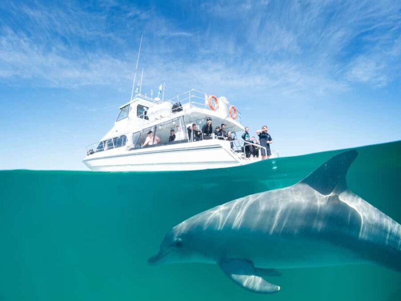 Perth: Swim with Wild Dolphins Tour - Key Points