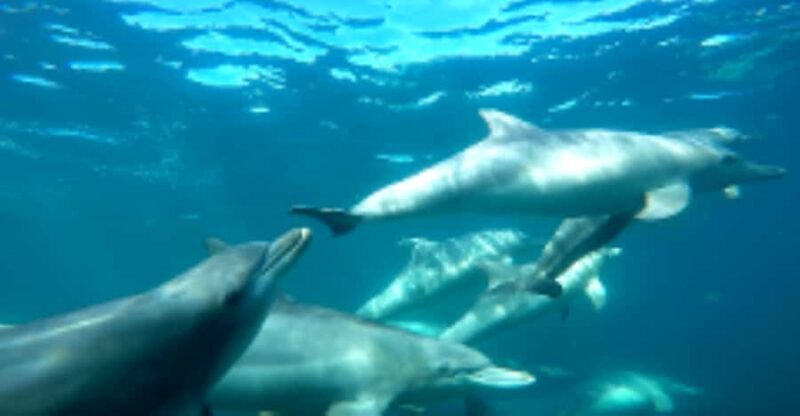 Perth: Swim with Wild Dolphins Tour - An In-depth Look at the Tour