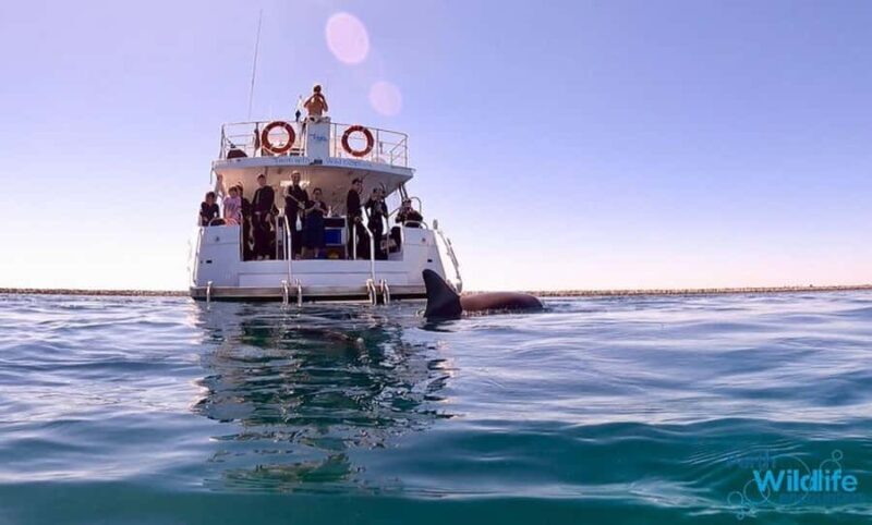 Perth: Swim with Wild Dolphins Tour - The Bottom Line