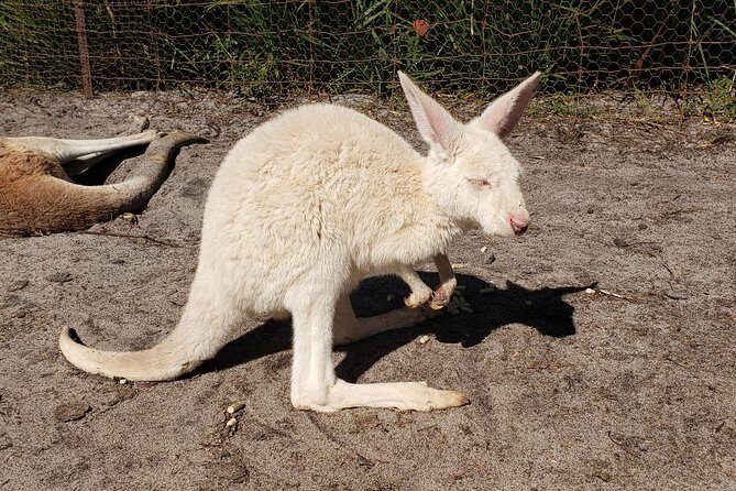 Perth Wildlife Park & City Highlights - Premium Small Group Tour - Who Should Consider This Tour?