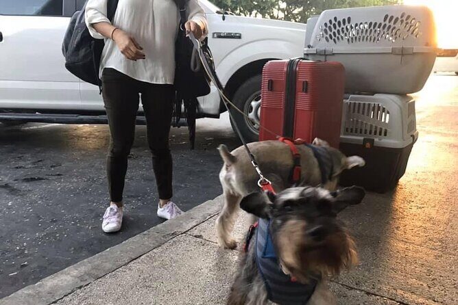PET FRIENDLY Private Transfer Cancun - Playa del Carmen - Final Thoughts