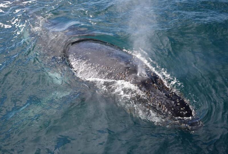 Philip Island: Dolphin and Whale Cruise - The Flipside: Downsides and Considerations
