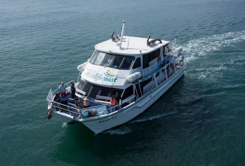 Philip Island: Dolphin and Whale Cruise - Who Should Consider This Tour?