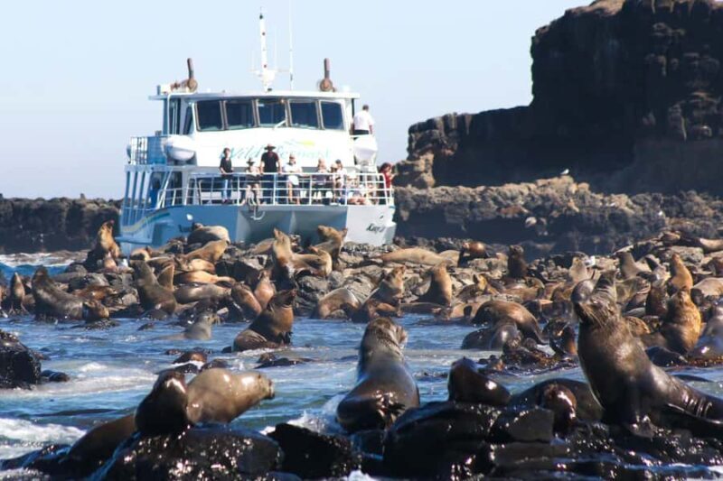 Philip Island: Seal Watching Cruise - Key Points