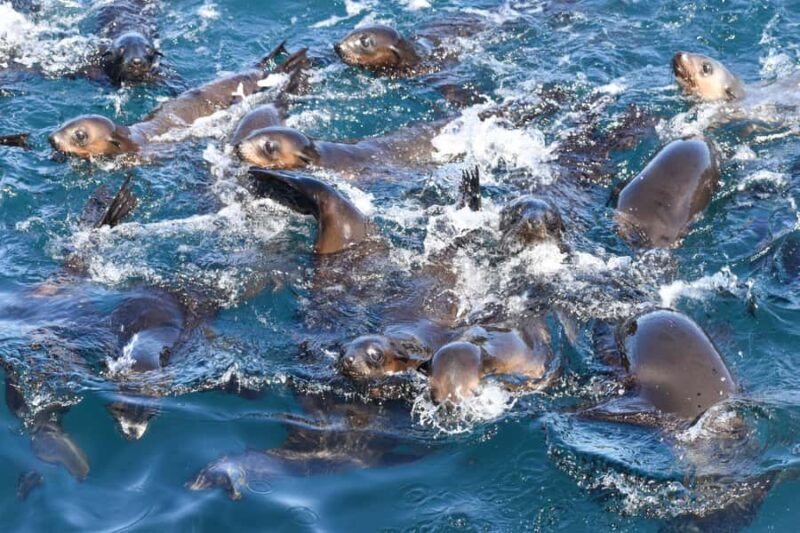 Philip Island: Seal Watching Cruise - A Closer Look at the Experience