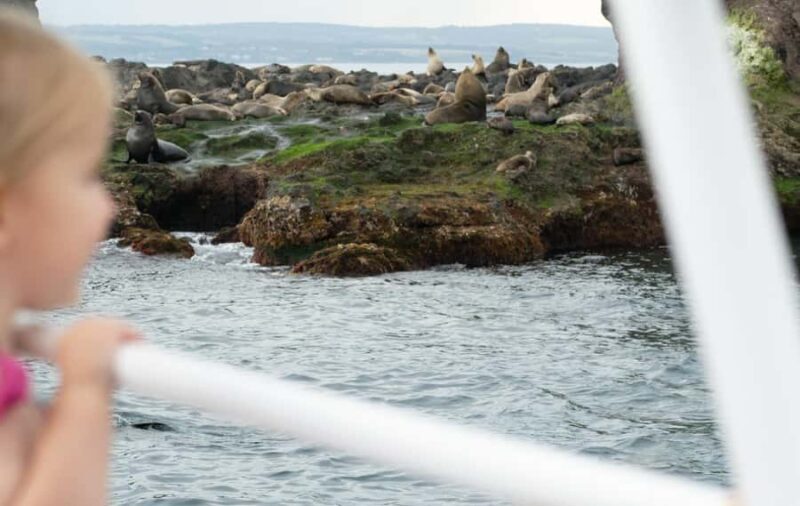 Philip Island: Seal Watching Cruise - Cost, Value, and Booking