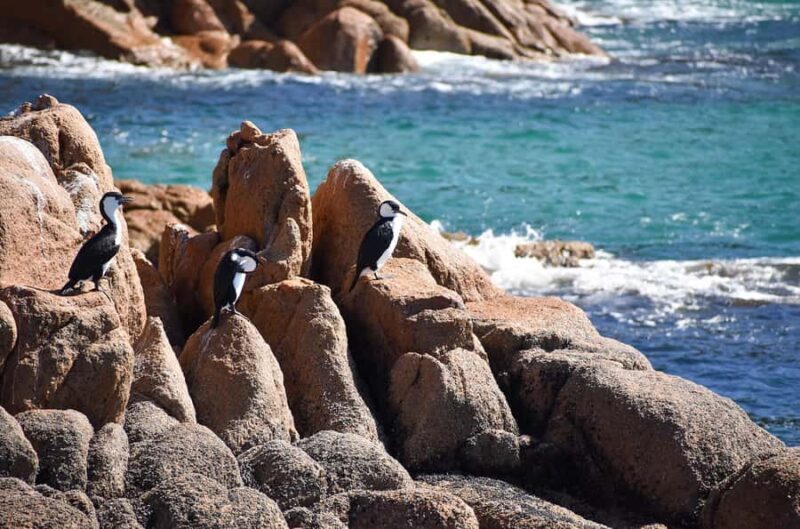 Phillip Island: 1-Hour Cape Woolamai Scenic Cruise - The Experience from the Reviews