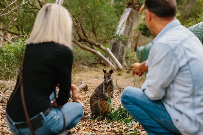 Phillip Island and Penguin Parade Private Tour - What Travelers Say