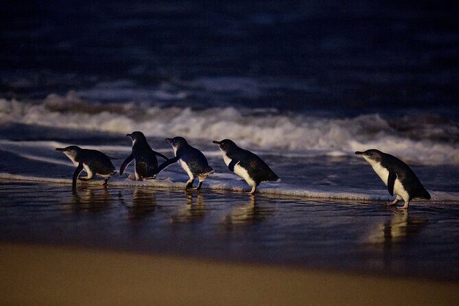 Phillip Island and Penguin Parade Private Tour - FAQ