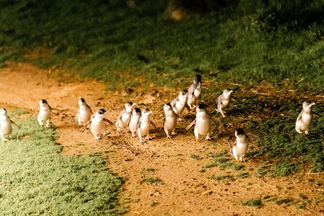 Phillip Island Day Trip from Melbourne with Penguin Plus Viewing Platform - Frequently Asked Questions