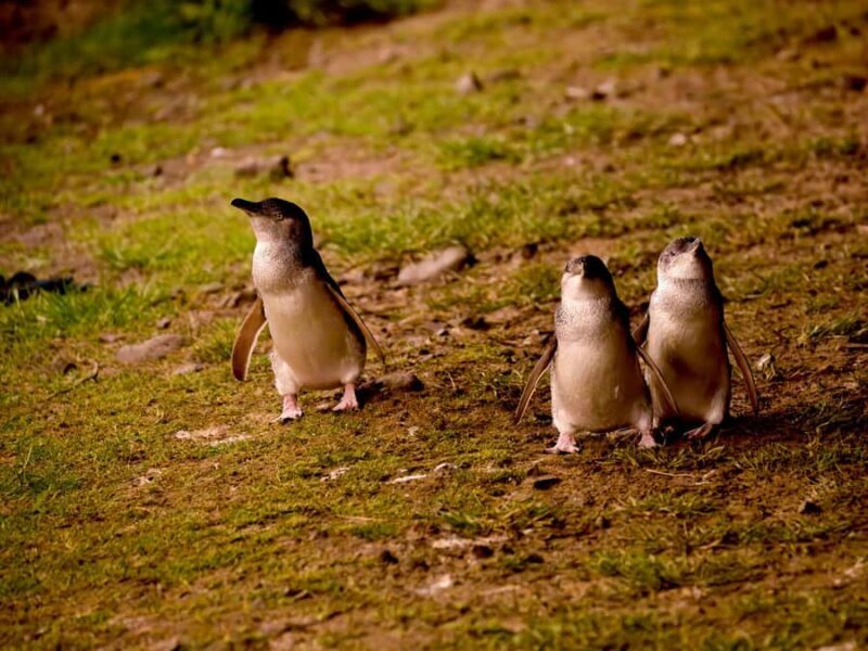 Phillip Island: Golden Hour Penguin Express Tour - The Nobbies headland: wildlife and stunning views