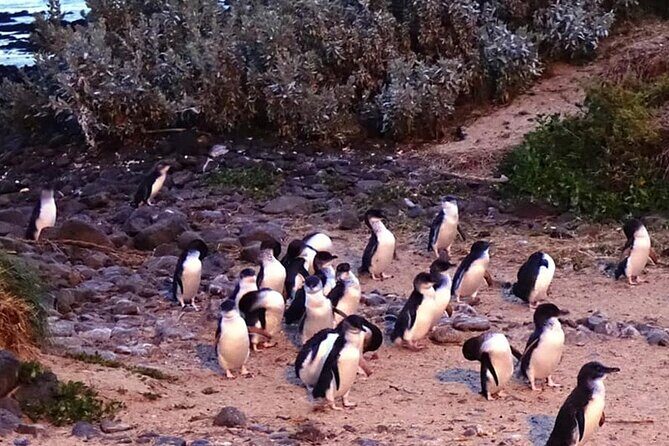 Phillip Island: Golden Hour Penguin Express Tour w/ Island Pickup - Timing and Pacing: Well-Structured But Fixed