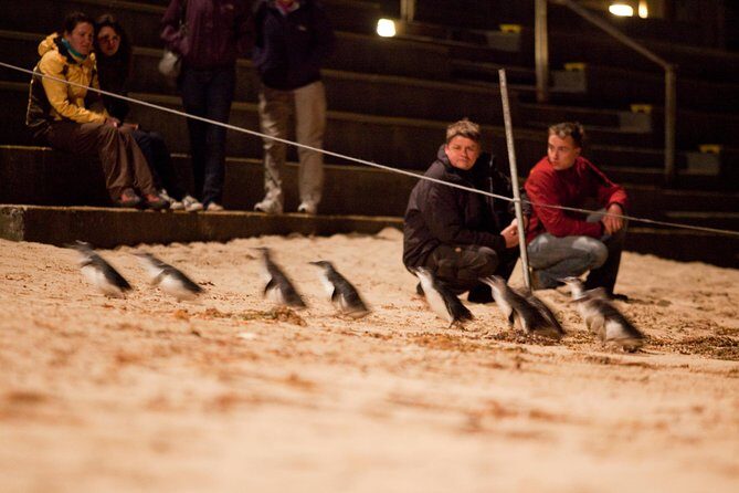 Phillip Island Medium Size Group Tour - The Sum Up