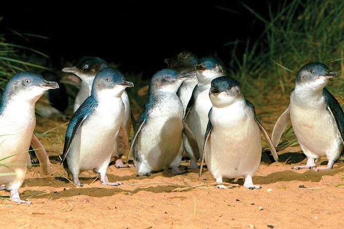 Phillip Island Penguin and wildlife Tour - Transport and Group Experience
