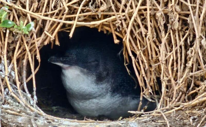 Phillip Island Penguin Parade Afternoon Tour from Melbourne - The Journey to Phillip Island