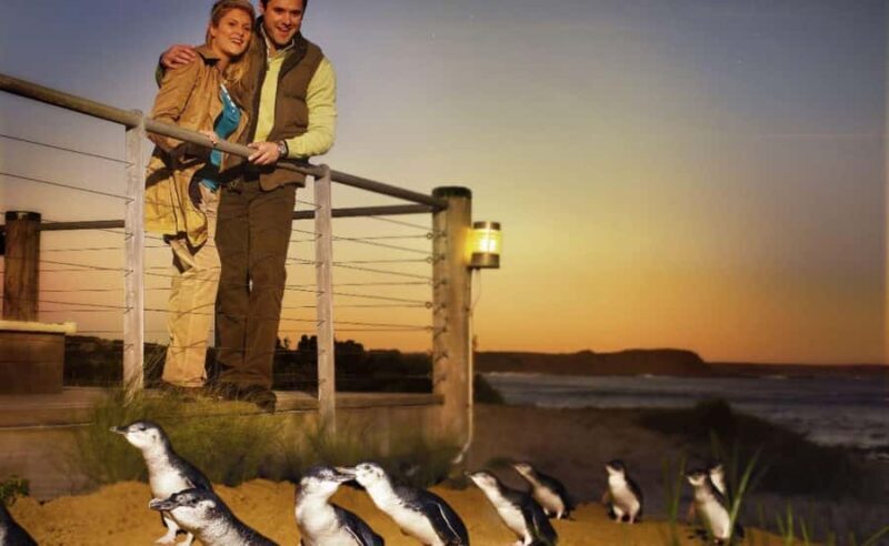 Phillip Island Penguin Parade Afternoon Tour from Melbourne - Is It Worth the Price?