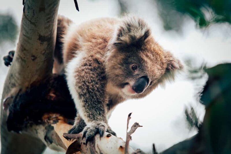 Phillip Island: Penguin Parade and Multi Attraction Pass - Key Points