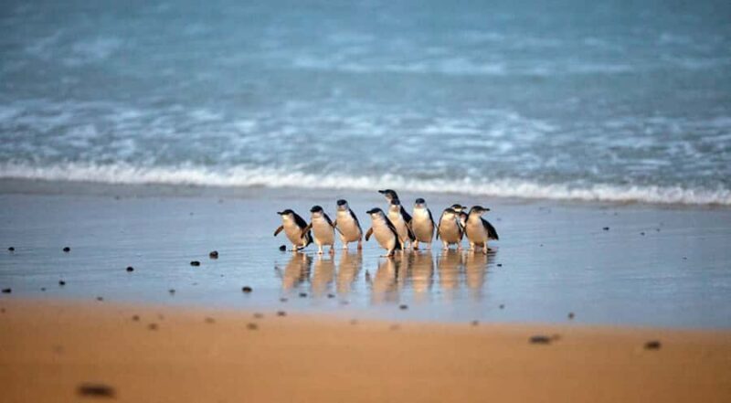 Phillip Island: Penguin Parade and Multi Attraction Pass - A Day on Phillip Island: What to Expect from the Combo Pass