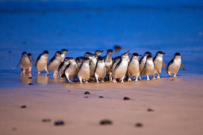 Phillip Island Penguin Parade and Wildlife Tour from Melbourne - Key Points