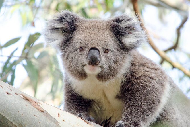 Phillip Island Penguin Parade Day Trip with Koalas from Melbourne - What We Love About the Tour