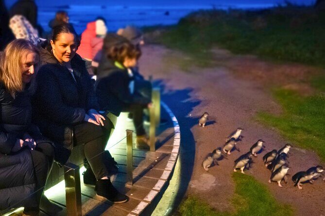 Phillip Island Penguin Parade Express Tour from Melbourne - What’s the Experience Like?