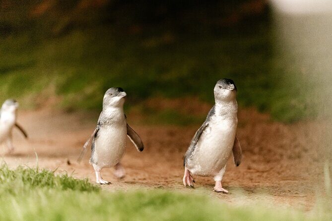 Phillip Island Penguin Parade Express Tour from Melbourne - A Closer Look at the Itinerary