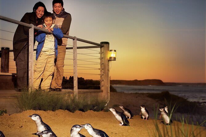 Phillip Island Penguin Parade Express Tour from Melbourne - What Are the Downsides?