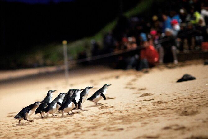Phillip Island Penguin Parade, Wildlife and Beach Boxes Bus Tour - The Experience in Practice