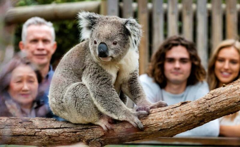 Phillip Island Penguin Parade with Expert Local Guide - A Deep Dive into the Experience