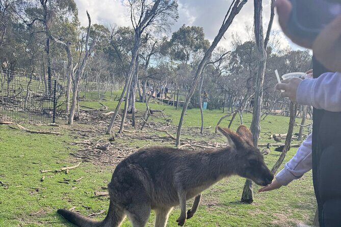 Phillip Island Penguins and Moonlit Sanctuary Private Day Tour - Authentic Traveler Feedback