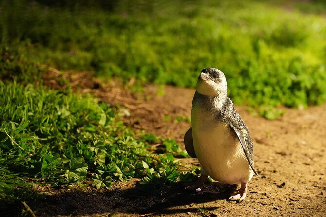 Phillip Island Penguins and Moonlit Sanctuary Private Day Tour - Analyzing the Price: Is It Worth It?