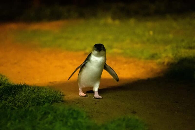 Phillip Island: Penguins and Wildlife Full-Day Tour - Key Points