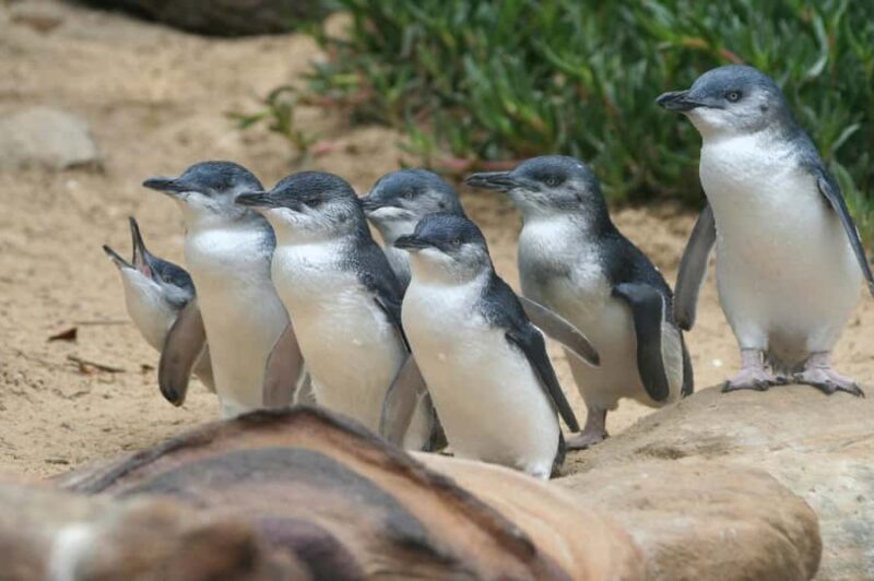Phillip Island: Penguins and Wildlife Full-Day Tour - FAQs