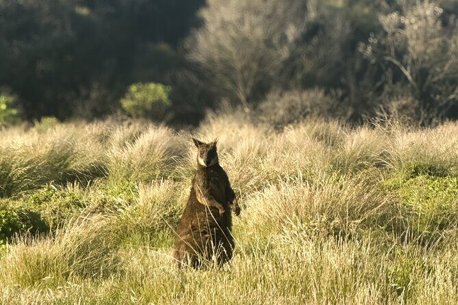 Phillip Island Penguins & Wildlife Day Tour from Melbourne - What’s Included and How It Works
