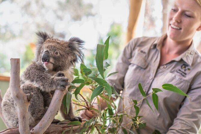 Phillip Island Penguins & Wildlife Day Tour from Melbourne - The Main Event: The Penguin Parade