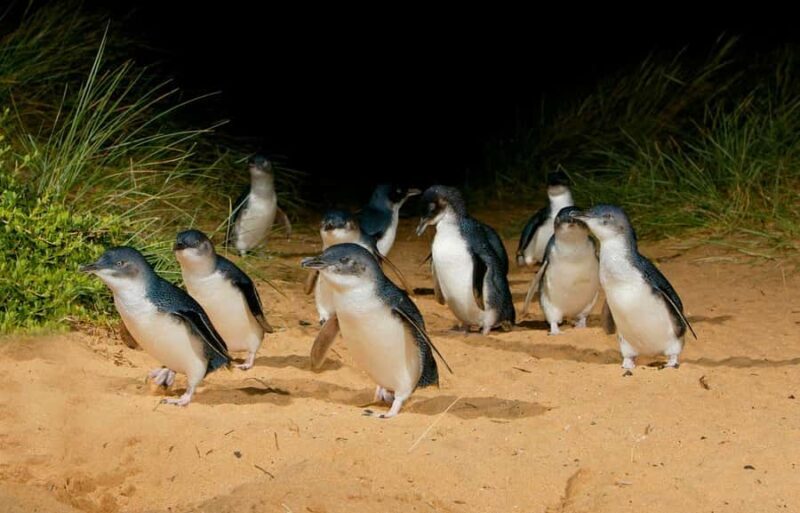 Phillip Island: Private Guided Tour with Penguin Parade - Is This Tour Right for You?