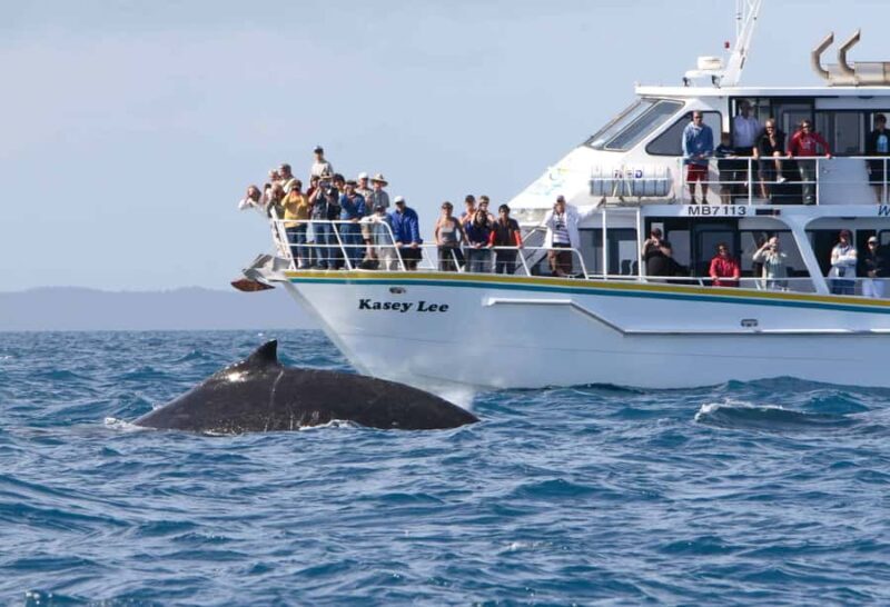 Phillip Island: Whale Watching Boat Tour - What to Expect on the Phillip Island Whale Watching Boat Tour
