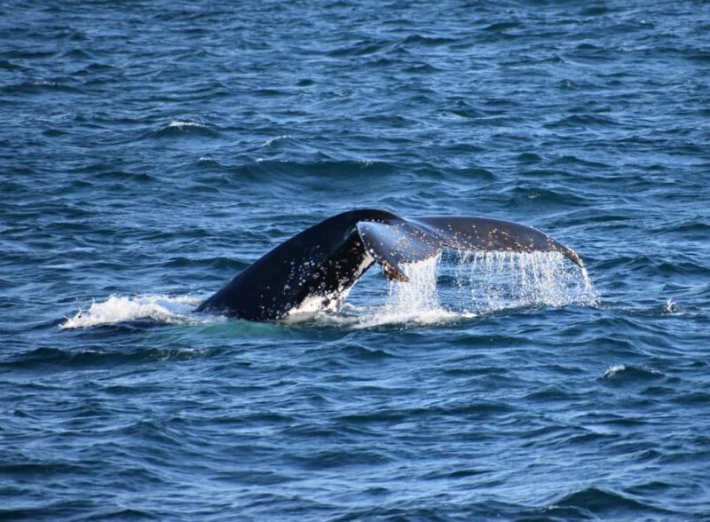 Phillip Island: Whale Watching Boat Tour - The Value of the Experience