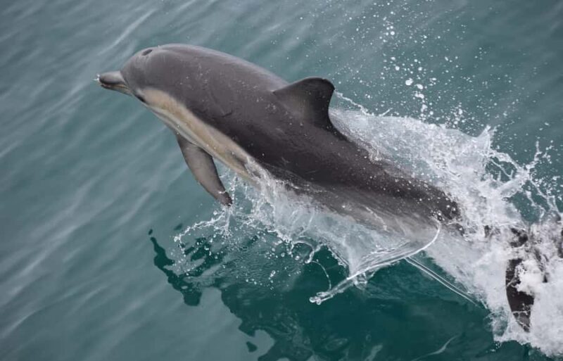 Phillip Island: Whale Watching Boat Tour - Final Thoughts