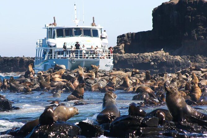 Phillip Island Wildlife Cruise and Penguin Tour from Melbourne - How Good Is the Value?
