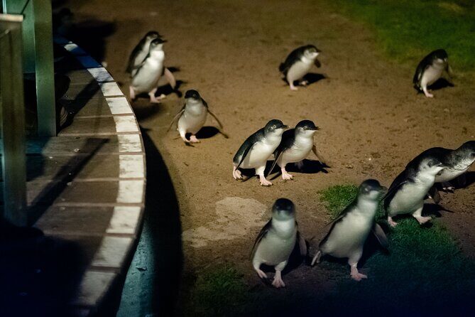 Phillip Island Wildlife Cruise and Penguin Tour from Melbourne - Final Thoughts
