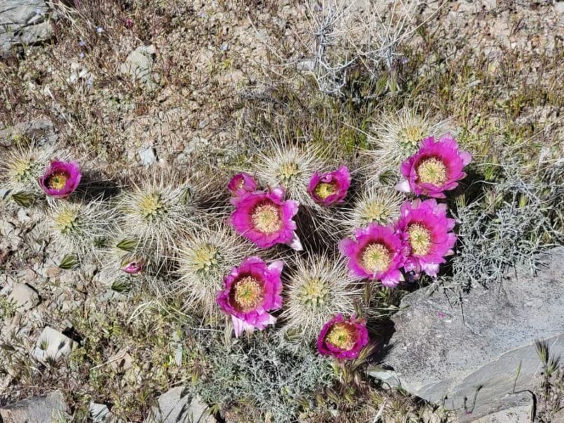 Phoenix: ATV Tour with Panoramic Views - The Bottom Line: Who Should Consider This?