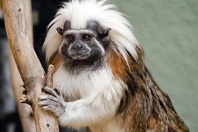 Phoenix Zoo Admission Ticket - What to Expect from the Phoenix Zoo Experience