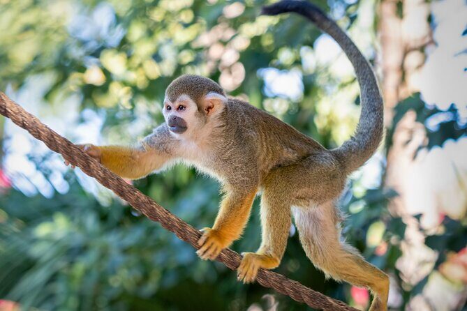 Phoenix Zoo Admission Ticket - Practical Tips for Your Visit