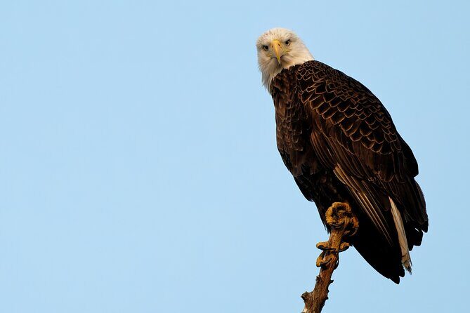 Photograph low country wildlife with a professional photographer - Exploring the Details of the Wildlife Photography Tour