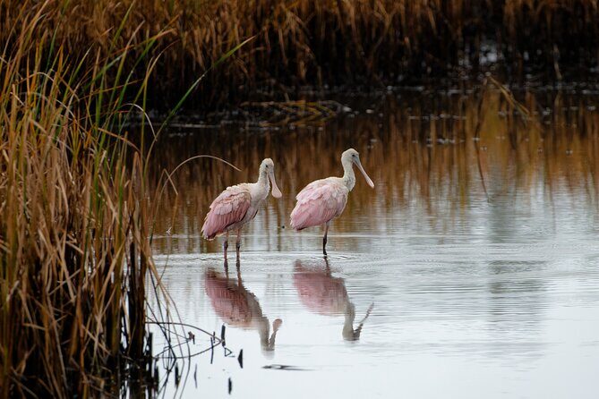 Photograph low country wildlife with a professional photographer - The Photo Opportunities