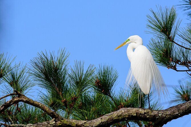 Photograph low country wildlife with a professional photographer - Practical Tips for the Tour