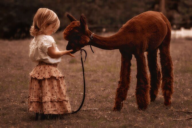 Photoshoot with Alpacas and Farm Experience near Seattle - Final Thoughts
