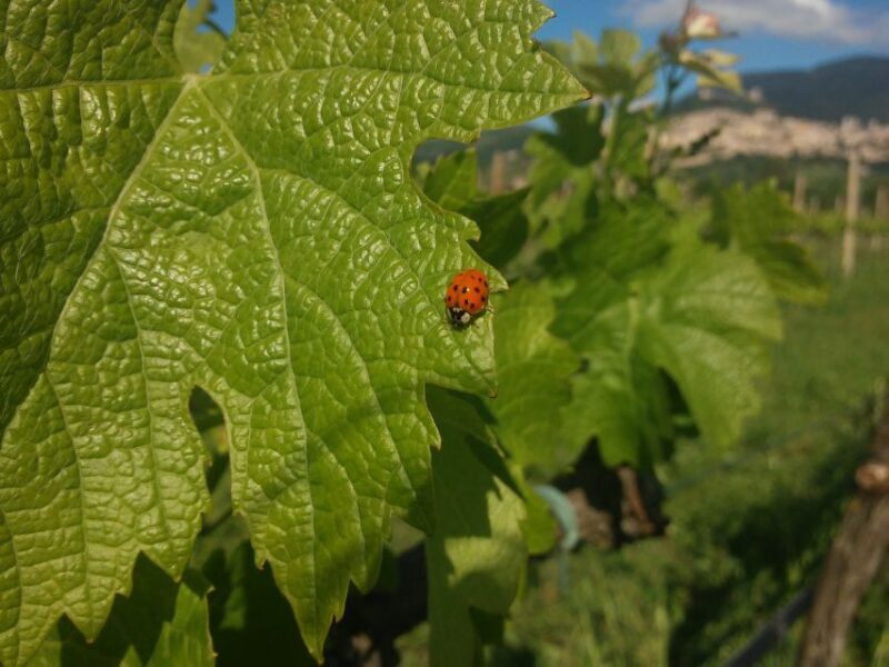 Pic nic Deluxe Assisi and wine tasting 5 wines - The Picnic and the Setting