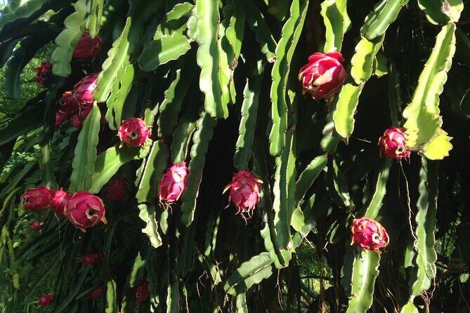 Pick and Taste Tropical Fruit - What to Expect During the Experience